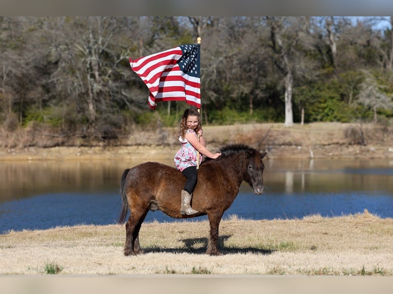 More ponies/small horses Gelding 9 years 10.2 hh Bay in Forney