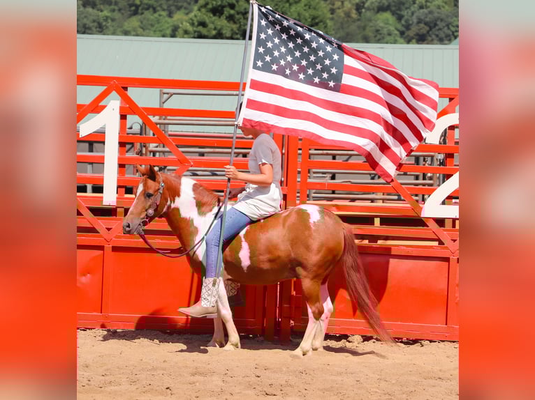 More ponies/small horses Gelding 9 years 10 hh Pinto in Dundee