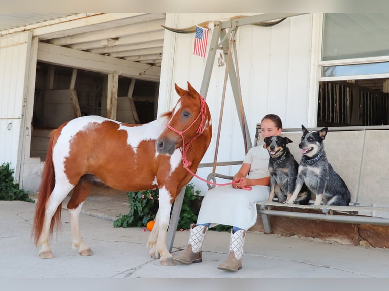 More ponies/small horses Gelding 9 years 10 hh Pinto in Dundee