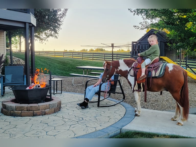 More ponies/small horses Gelding 9 years 10 hh Pinto in Dundee