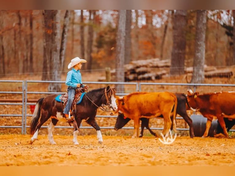 More ponies/small horses Gelding 9 years 10,1 hh Pinto in Lyles