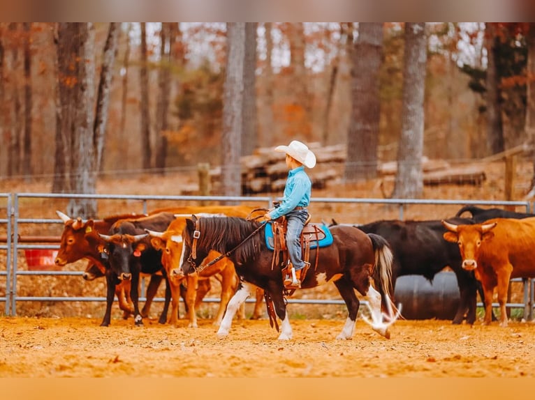 More ponies/small horses Gelding 9 years 10,1 hh Pinto in Lyles
