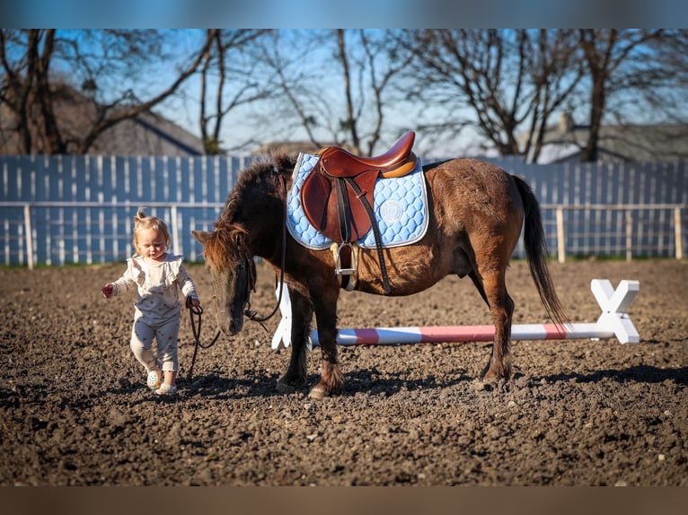 More ponies/small horses Gelding 9 years 10,2 hh Bay in Forney
