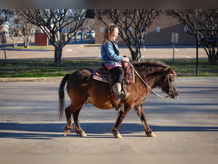 More ponies/small horses Gelding 9 years 10,2 hh Bay in Forney