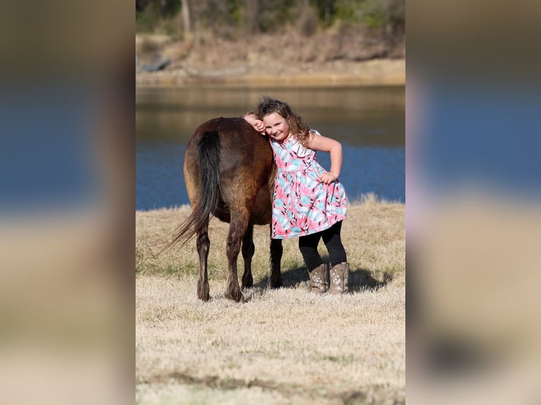 More ponies/small horses Gelding 9 years 10,2 hh Bay in Forney