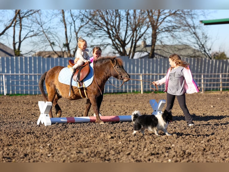 More ponies/small horses Gelding 9 years 10,2 hh Bay in Forney