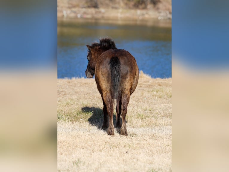 More ponies/small horses Gelding 9 years 10,2 hh Bay in Forney