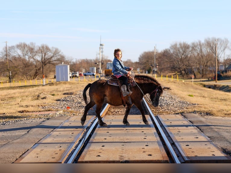 More ponies/small horses Gelding 9 years 10,2 hh Bay in Forney