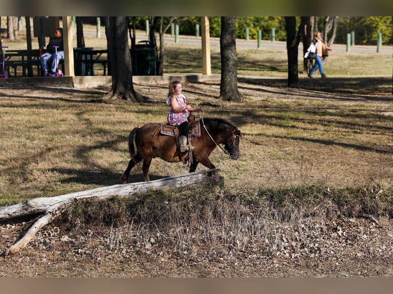 More ponies/small horses Gelding 9 years 10,2 hh Bay in Forney
