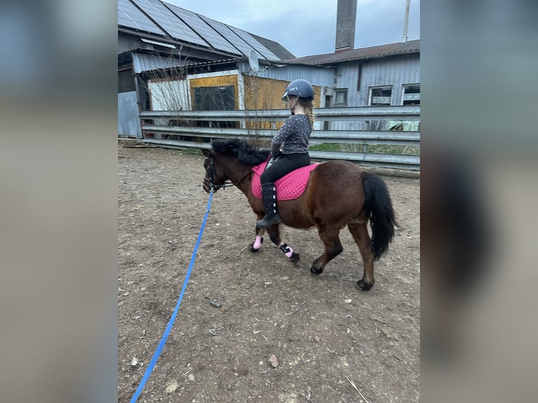 More ponies/small horses Mix Gelding 9 years 10,2 hh Brown in Westhausen