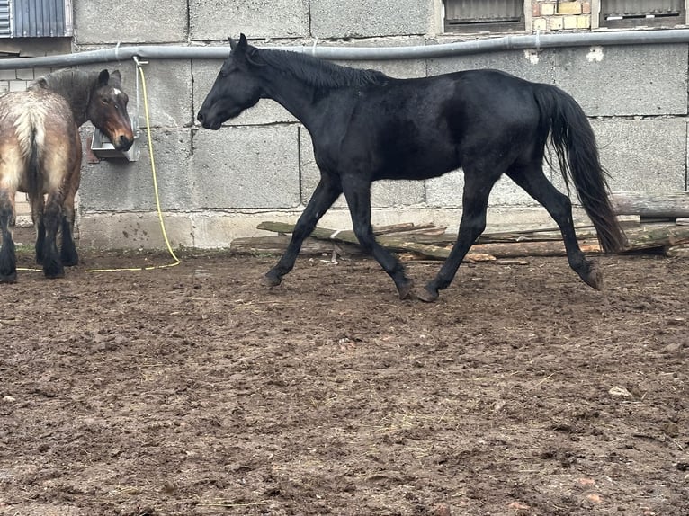 More ponies/small horses Mix Gelding 9 years 10,2 hh Brown in Westhausen