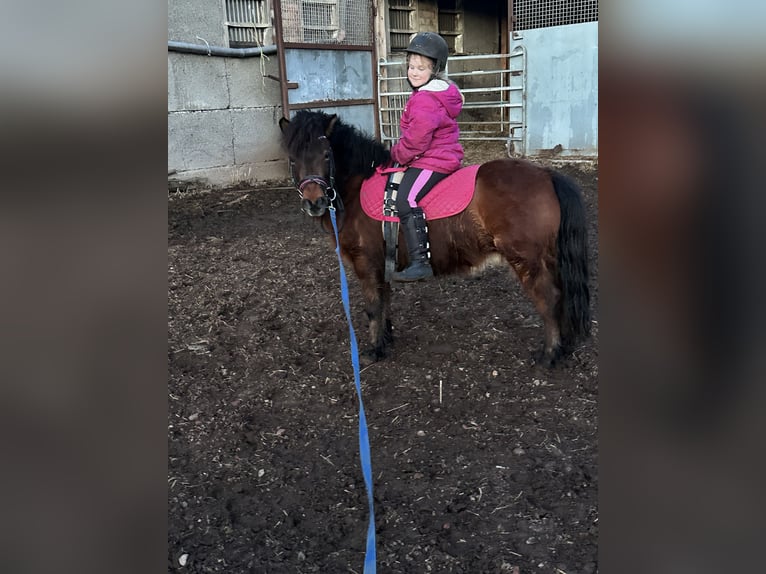 More ponies/small horses Mix Gelding 9 years 10,2 hh Brown in Westhausen