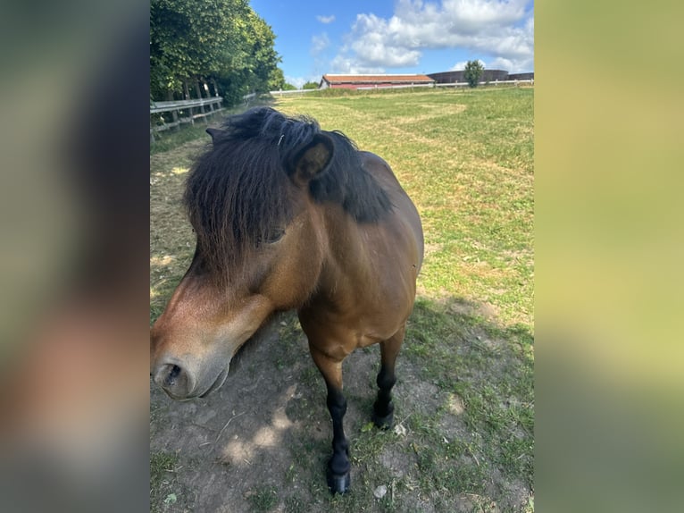 More ponies/small horses Mix Gelding 9 years 10,2 hh Brown in Westhausen