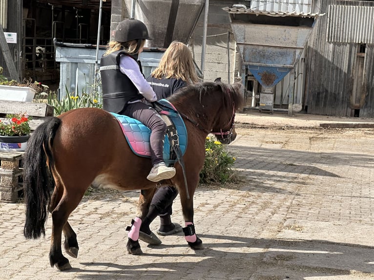 More ponies/small horses Mix Gelding 9 years 10,2 hh Brown in Westhausen