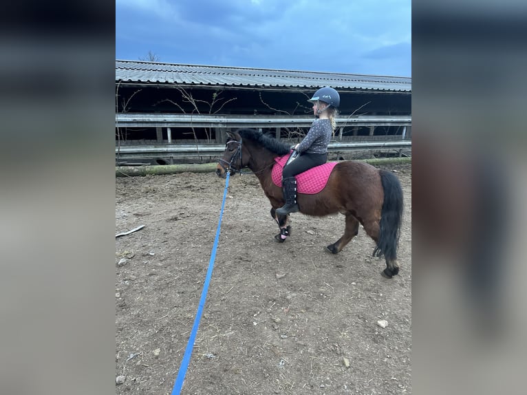 More ponies/small horses Mix Gelding 9 years 10,2 hh Brown in Westhausen