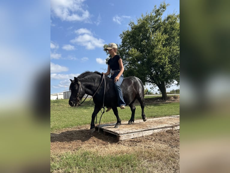 More ponies/small horses Gelding 9 years 10,3 hh Black in Cleburne