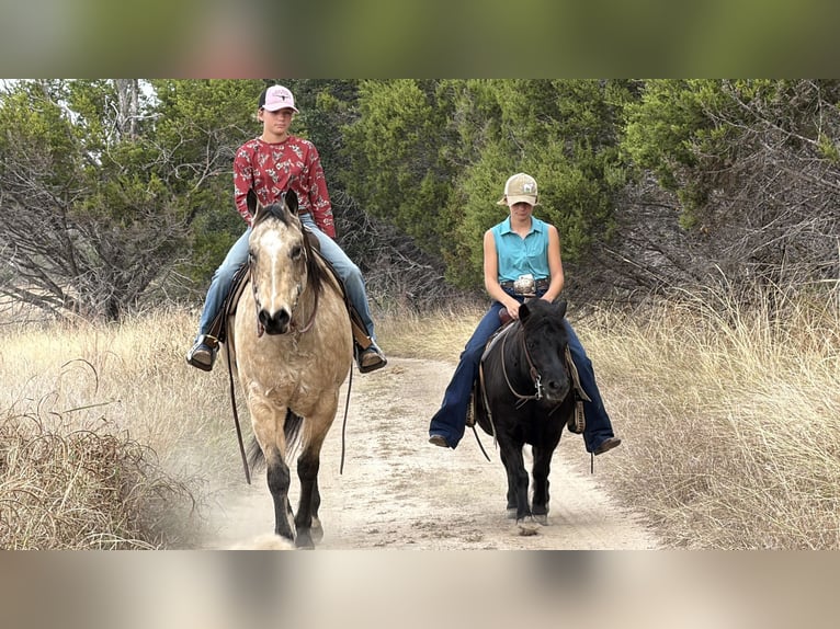 More ponies/small horses Gelding 9 years 10,3 hh Black in Cleburne