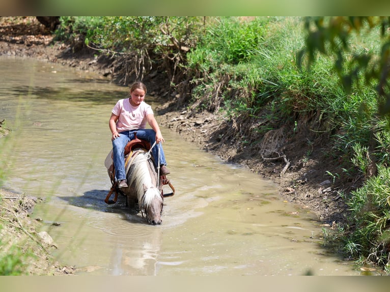 More ponies/small horses Gelding 9 years 11 hh Bay in Terrell