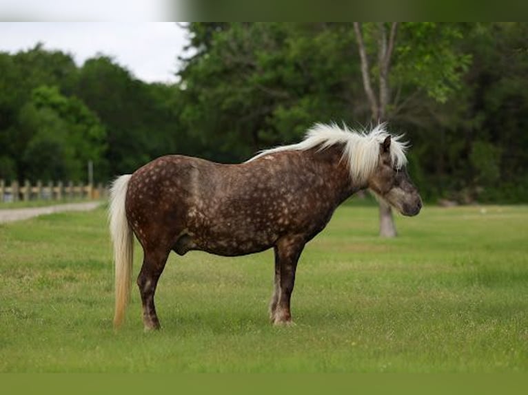 More ponies/small horses Gelding 9 years 11 hh Buckskin in Forney