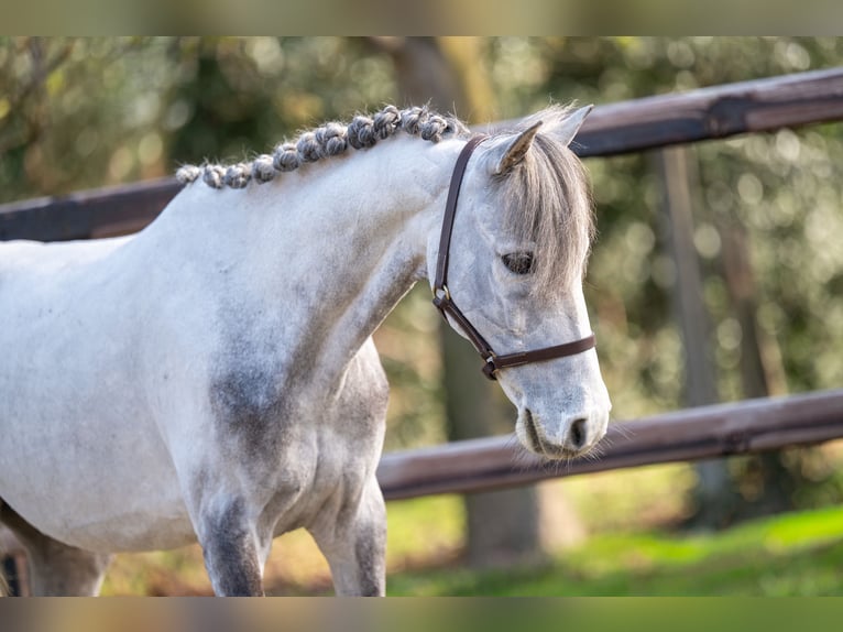 More ponies/small horses Gelding 9 years 11,2 hh  in GROTE-BROGEL