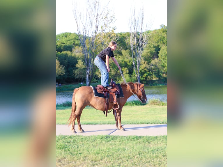 More ponies/small horses Gelding 9 years 11,3 hh Red Dun in Forney