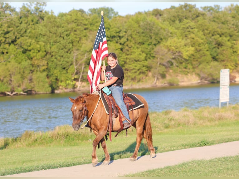 More ponies/small horses Gelding 9 years 11,3 hh Red Dun in Forney