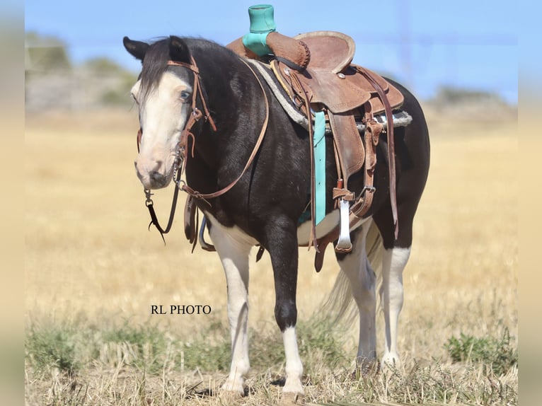More ponies/small horses Gelding 9 years 12,1 hh Pinto in Hamer