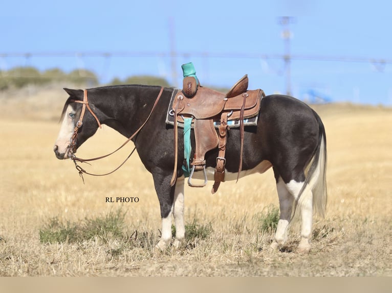 More ponies/small horses Gelding 9 years 12,1 hh Pinto in Hamer