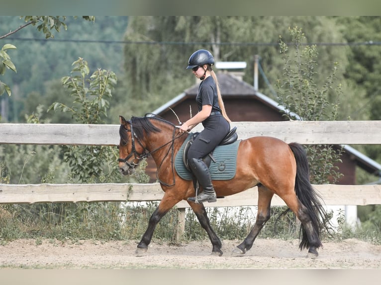 More ponies/small horses Gelding 9 years 13.1 hh Brown in Sankt Veit an der Glan