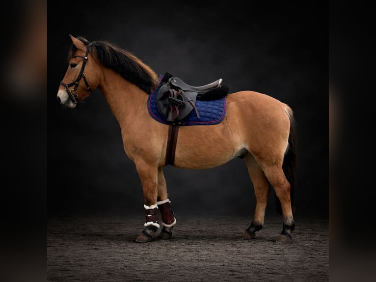 More ponies/small horses Gelding 9 years 13.1 hh Dun in Sensenbach