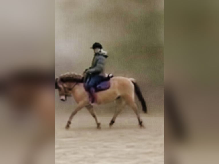 More ponies/small horses Gelding 9 years 13.1 hh Dun in Sensenbach