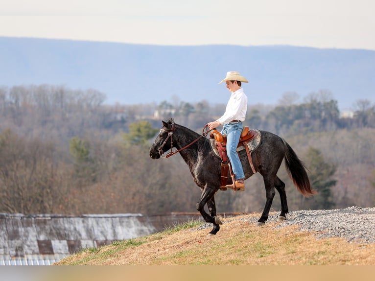 More ponies/small horses Gelding 9 years 13.1 hh Roan-Blue in Needmore