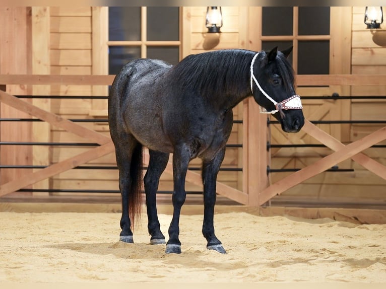 More ponies/small horses Gelding 9 years 13.1 hh Roan-Blue in Needmore