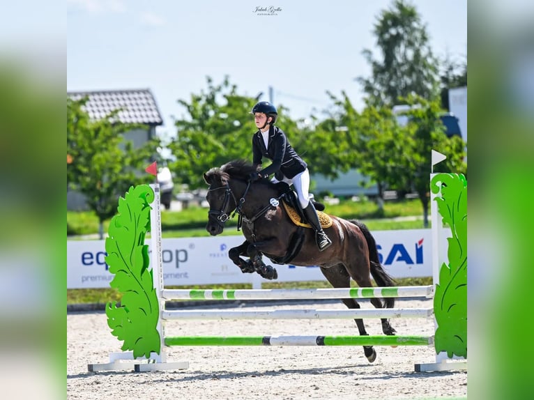 More ponies/small horses Gelding 9 years 13.3 hh Black in Reda