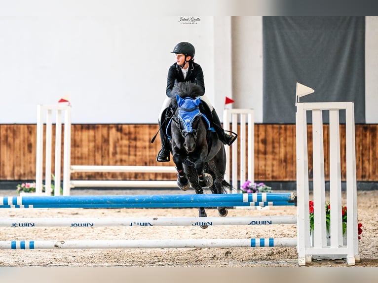 More ponies/small horses Gelding 9 years 13.3 hh Black in Reda