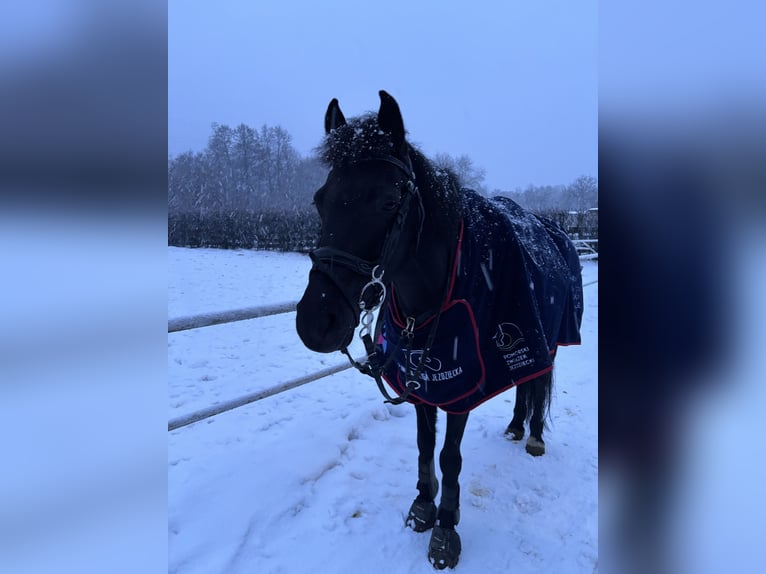 More ponies/small horses Gelding 9 years 13.3 hh Black in Reda