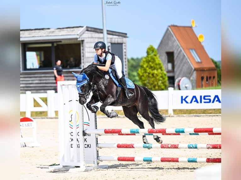 More ponies/small horses Gelding 9 years 13.3 hh Black in Reda