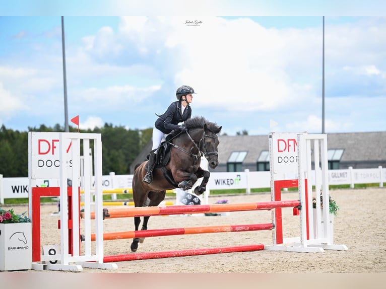More ponies/small horses Gelding 9 years 13.3 hh Black in Reda