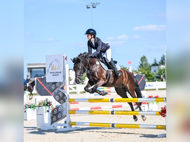 More ponies/small horses Gelding 9 years 13.3 hh Black in Reda
