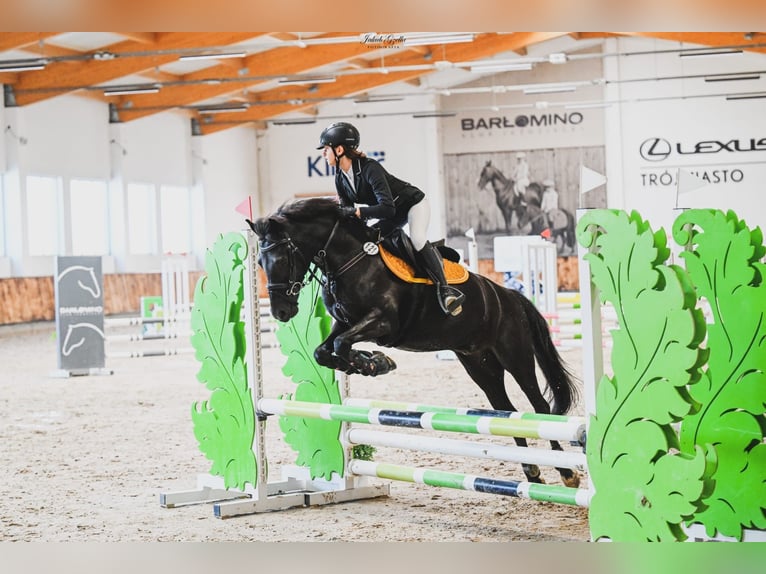More ponies/small horses Gelding 9 years 13.3 hh Black in Reda