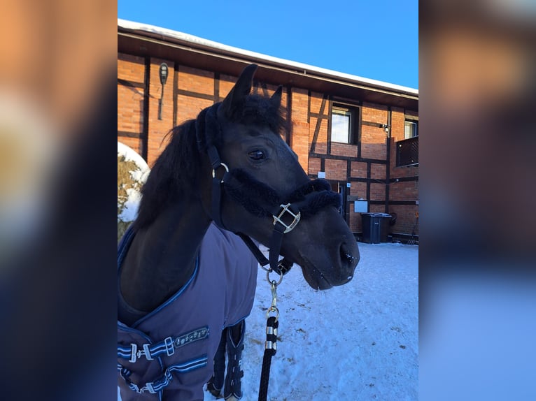 More ponies/small horses Gelding 9 years 13.3 hh Black in Reda
