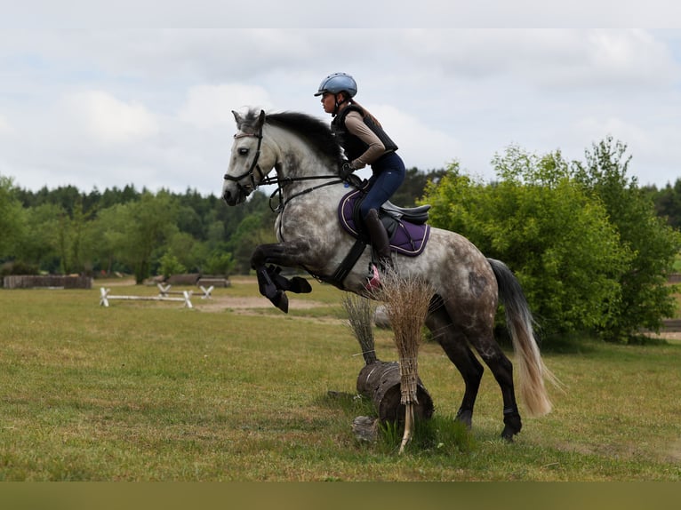 More ponies/small horses Gelding 9 years 13.3 hh Can be white in Seevetal