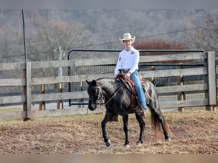 More ponies/small horses Gelding 9 years 13,1 hh Roan-Blue in Needmore