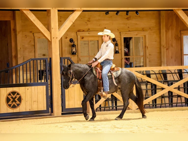 More ponies/small horses Gelding 9 years 13,1 hh Roan-Blue in Needmore