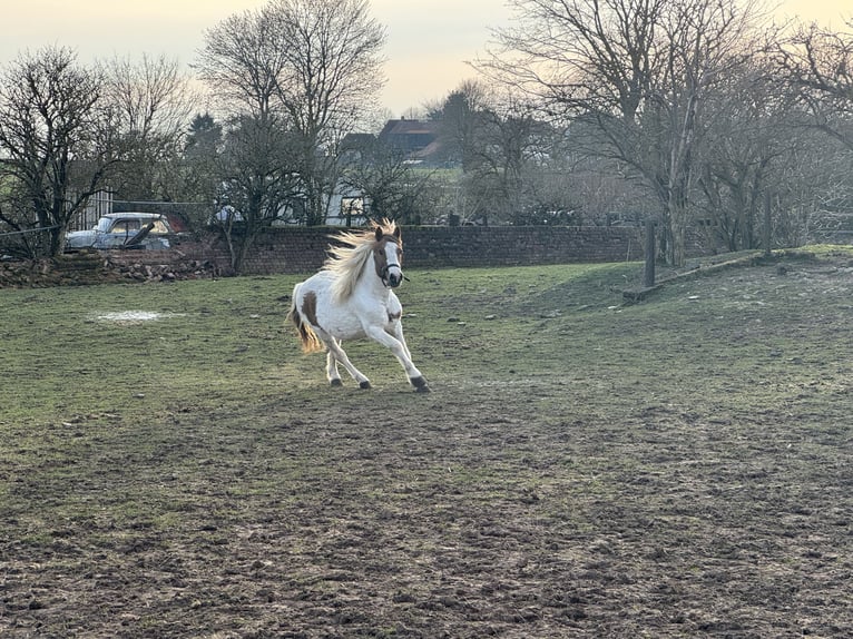 More ponies/small horses Mix Gelding 9 years 13,2 hh Pinto in Kaltohmfeld