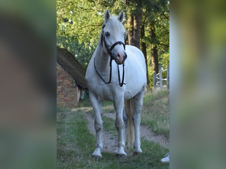 More ponies/small horses Gelding 9 years 13,3 hh Grey in Emsdetten