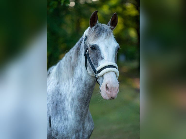 More ponies/small horses Mix Gelding 9 years 14.1 hh Pinto in Wiener Neustadt