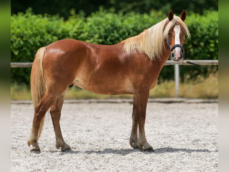More ponies/small horses Gelding 9 years 14.2 hh Chestnut-Red in Neustadt (Wied)