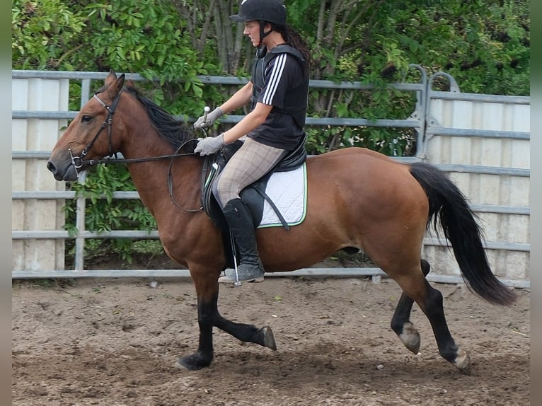 More ponies/small horses Gelding 9 years 14 hh Brown-Light in Buttstädt