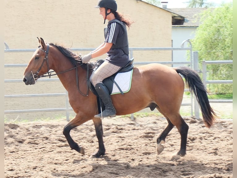 More ponies/small horses Gelding 9 years 14 hh Brown-Light in Buttstädt